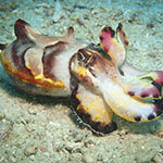 Ascarosepion pfefferi